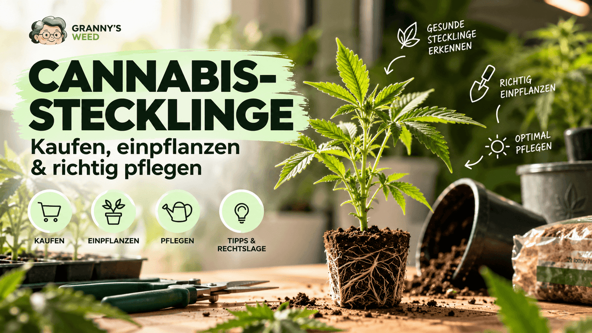Cannabis-Stecklinge: Kaufen, einpflanzen & richtig pflegen