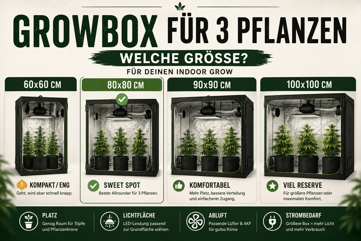 Growbox für 3 Pflanzen: Welche Größe & Ausstattung brauchst du?