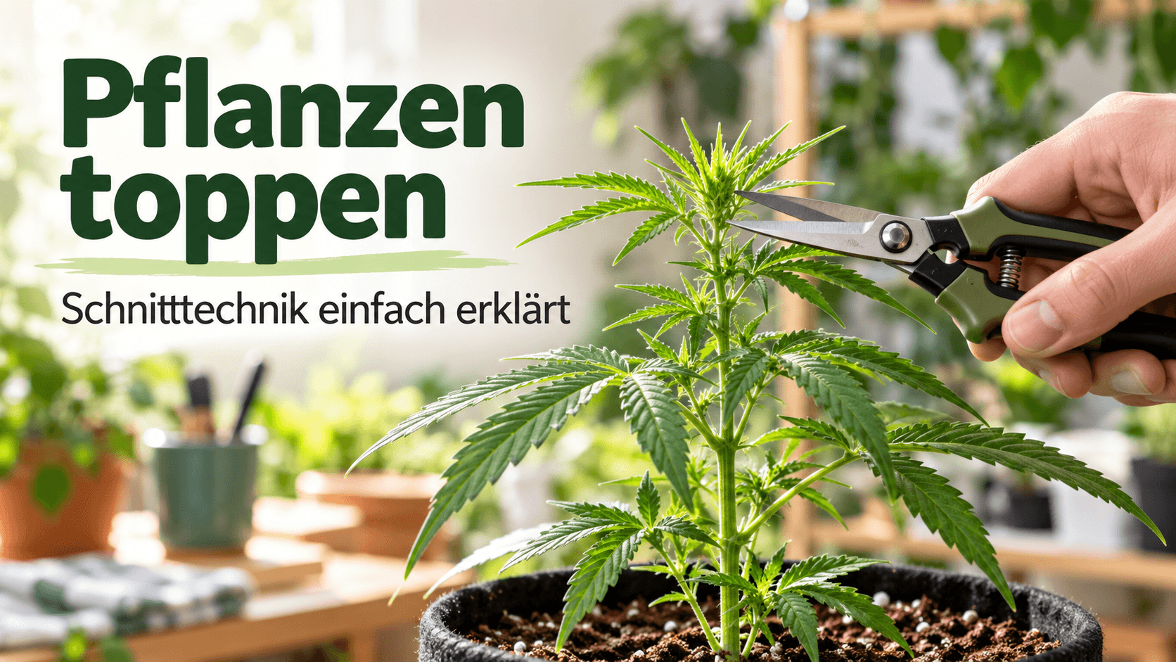 Cannabis toppen: Anleitung, Zeitpunkt & Fehler